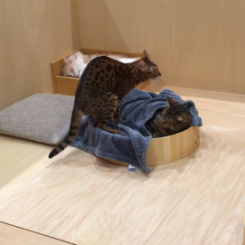 どちらも譲れにゃい