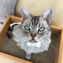 🎂12日はこの3匹✨