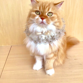 6月23日のお誕生日ネコちゃん🐈