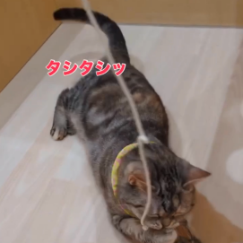 実は俊敏です💨