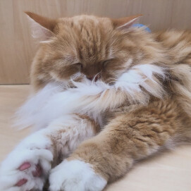ついうたた寝