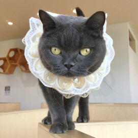レイちゃんお誕生日🎂