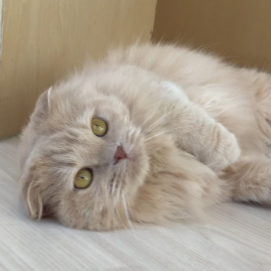 ゴロゴロ中🐱