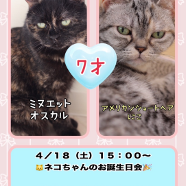 4月生まれのネコちゃんのお誕生日会を開催いたします！！