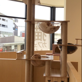 大人気スポット🐱