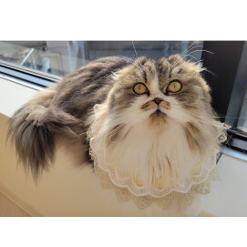クルミちゃんのお誕生日🥳