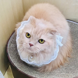 本日はムーンちゃんのお誕生日🎂🎉