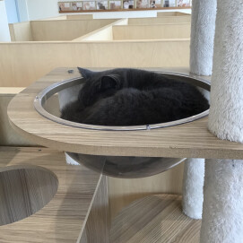私は誰でしょう🐈‍⬛