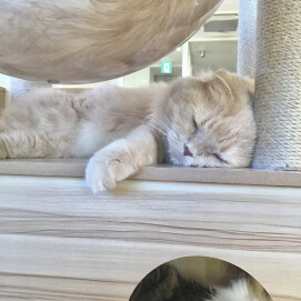 狭いところが好き〜😺