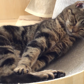 のび〜🐈💤