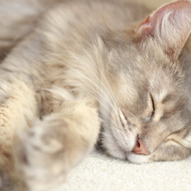 そらりちゃんのお昼寝タイム