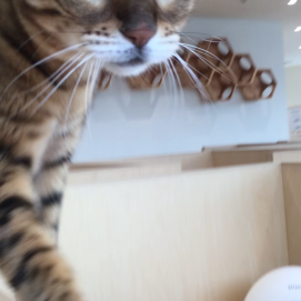 こっちに来て！