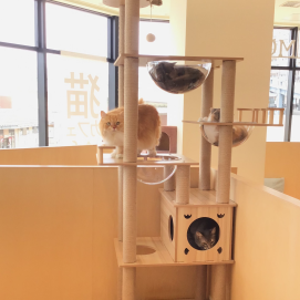 🐈新しいキャットタワー✨