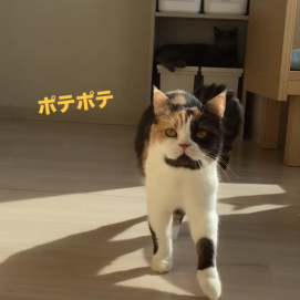 ついてきてくれるこたつちゃん😻