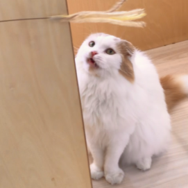 おもちゃが大好き！