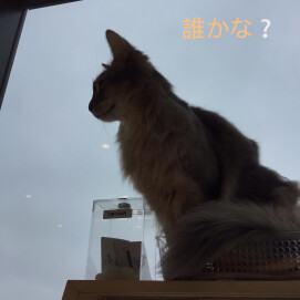 おやつも狭いところも私のだにゃ！