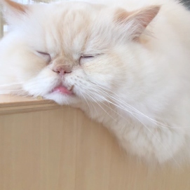 眠たいましゅまろくん☁️