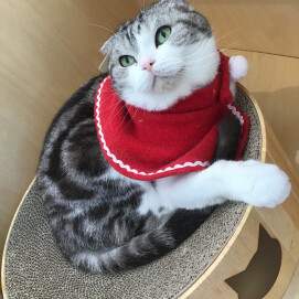 クリスマスが近づいて来ましたね🌲