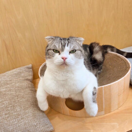 休館日のネコちゃん達🐱
