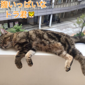 1番気持ち良いお昼寝💤