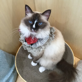🎂6/25はシャルロッテちゃんのお誕生日✨🌷