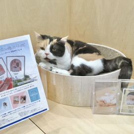 【MOFFコレクションカード再販のお知らせ📣】