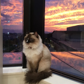 美ネコ