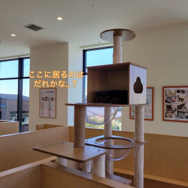 もちもちふわふわレイちゃん