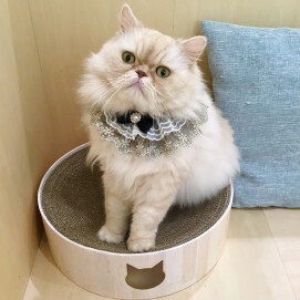 5/4はうにくんのお誕生日🎂❣️