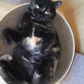 お次はヘソ天オスカルちゃん🐈‍⬛