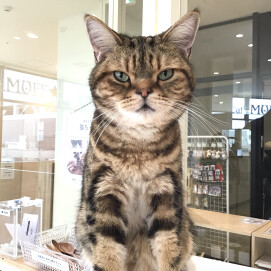 11月生まれのネコちゃんのお誕生日は明日✨