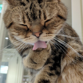 トラくん😻