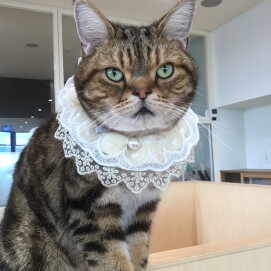 お誕生日おめでとう🎉🐈