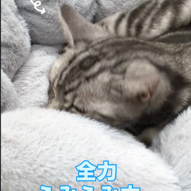 スパロウくんのふみふみ見納め動画🐾