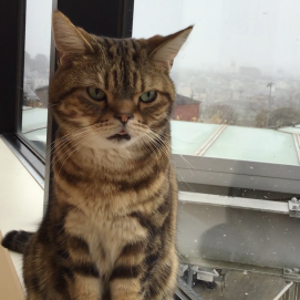 雪とトラくん⛄️