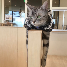 6/12のお誕生日ネコちゃん🐱🎂
