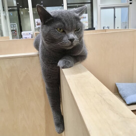 まったり上手🐈‍⬛