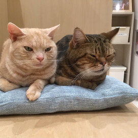 同じ品種で違った毛色🐈