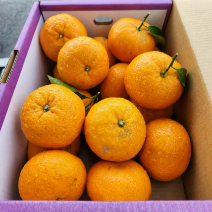 1月23日のおすすめ！箱入り『三ケ日みかん』