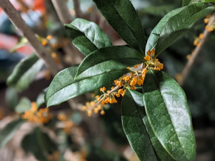 鉢物たくさん入荷しました!