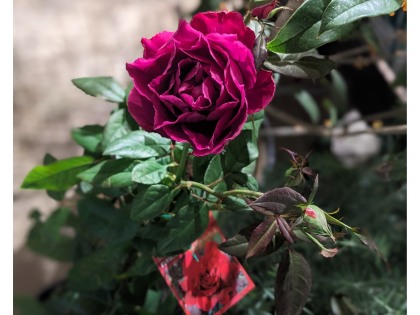 鉢物たくさん入荷しました!