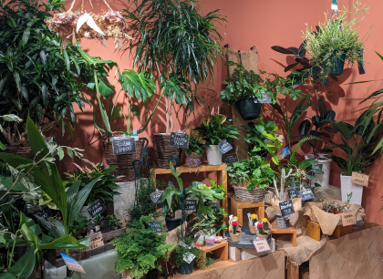 ☆観葉植物入荷しました！