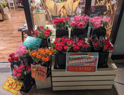 シクラメンとバラがお買い得です！