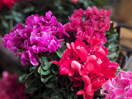 シクラメンとバラがお買い得です！