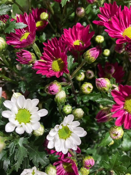 18日より春彼岸入りです お仏花はぜひ当店へどうぞ フルール メサージュ ショップトピックス グランベリーパーク