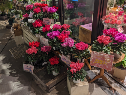 シクラメンとバラがお買い得です！