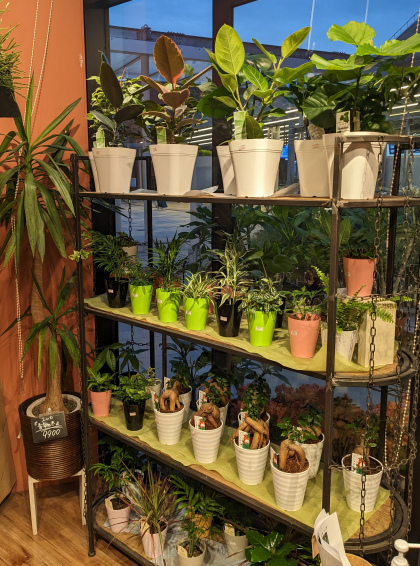 ☆観葉植物入荷しました！