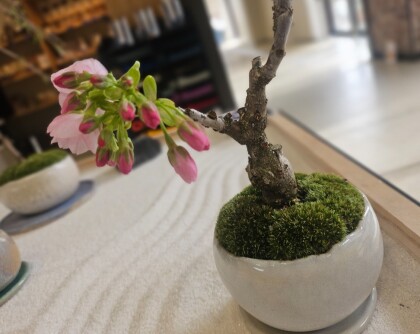 石木花 桜盆栽が咲きました