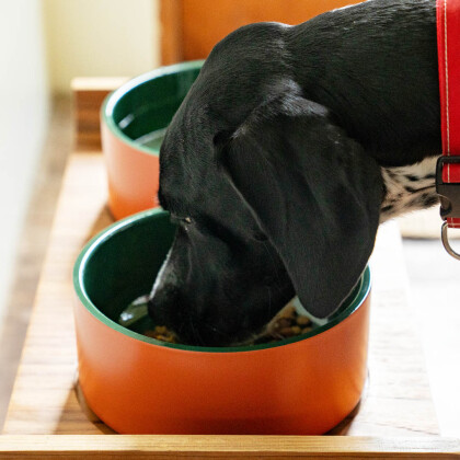 【RECOMMEND】愛犬と暮らす毎日に小さなこだりを
