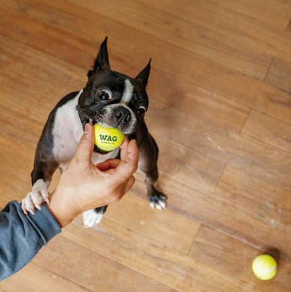 【RECOMMEND】愛犬と暮らす毎日に小さなこだりを